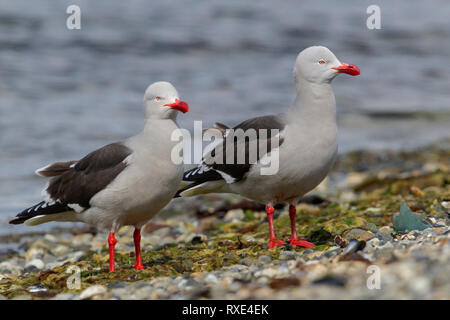 (Leucophaeus scoresbii Dolphin Gull) perché sur le terrain au Chili. Banque D'Images