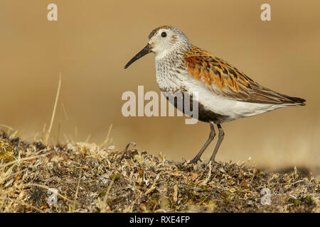 Le Bécasseau variable (Calidris alpina) se nourrissent de la toundra dans le Nord de l'Alaska. Banque D'Images