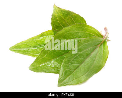 Echinachea Feuilles sur fond blanc Banque D'Images