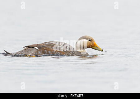 Bateau à Vapeur de vol (Tachyeres patachonicus) Canard nageant dans un petit lac au Chili. Banque D'Images