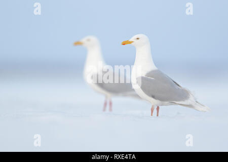 Goéland bourgmestre (Larus hyperboreus) perché sur la glace dans la toundra dans le Nord de l'Alaska. Banque D'Images