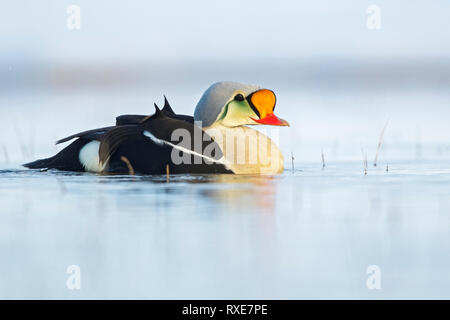 L'Eider à tête grise (Somateria spectabilis) se nourrissant d'un petit étang dans la toundra dans le Nord de l'Alaska. Banque D'Images