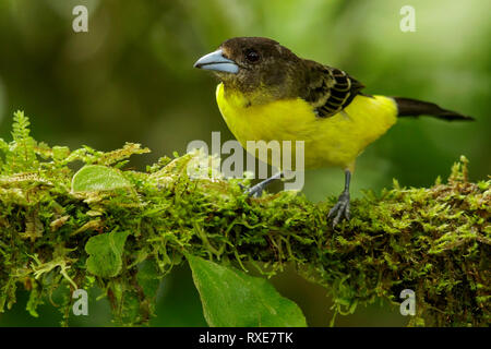 Tangara à croupion jaune citron (Ramphocelus icternotus) perché sur une branche dans les montagnes des Andes de Colombie. Banque D'Images