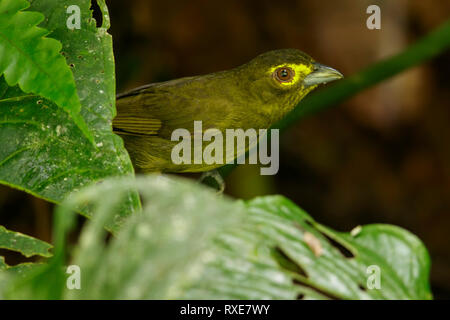 Tangara à lunettes-citron (Chlorothraupis olivacea) perché sur une branche dans les montagnes des Andes de Colombie. Banque D'Images