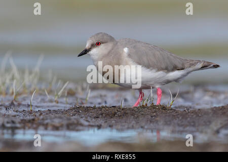 Pluvier siffleur de Magellan (Pluvianellus socialis) nourrir le long du littoral d'un lac en Patagonie, au Chili. Banque D'Images