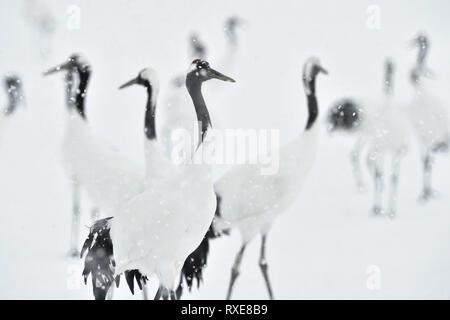 Grues Japonaises en neige. La grue à couronne rouge. Nom scientifique : Grus japonensis, également appelé la grue japonaise ou grue de Mandchourie, est un grand E Banque D'Images