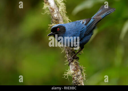 Récent (Diglossopis cyanea masqué) perché sur une branche dans les montagnes des Andes de Colombie. Banque D'Images