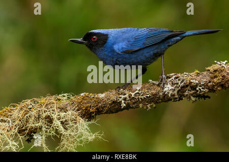 Récent (Diglossopis cyanea masqué) perché sur une branche dans les montagnes des Andes de Colombie. Banque D'Images