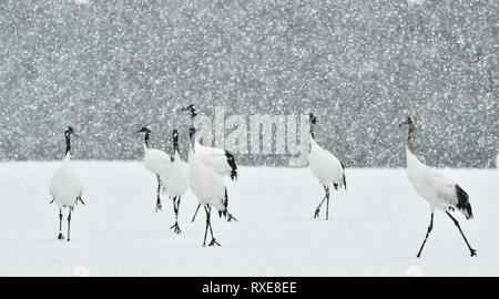 Grues Japonaises en neige. La grue à couronne rouge. Nom scientifique : Grus japonensis, également appelé la grue japonaise ou grue de Mandchourie, est un grand E Banque D'Images