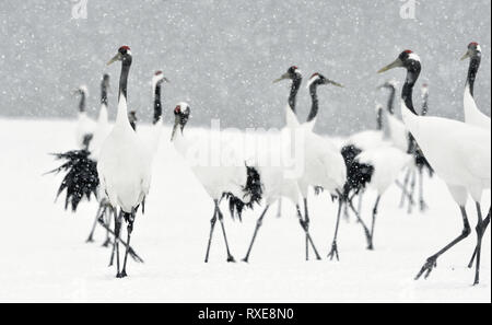 Grues Japonaises en neige. La grue à couronne rouge. Nom scientifique : Grus japonensis, également appelé la grue japonaise ou grue de Mandchourie, est un grand E Banque D'Images