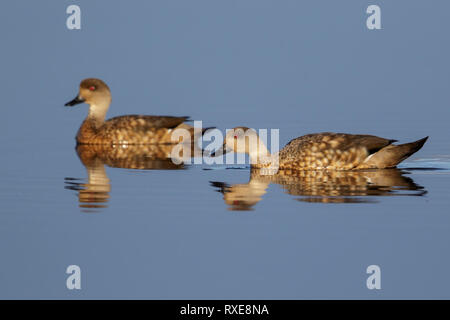 Patagonian Crested Duck (Lophonetta specularioides) baignade dans un petit lac au Chili. Banque D'Images