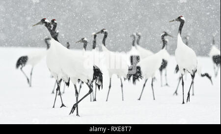 Grues Japonaises en neige. La grue à couronne rouge. Nom scientifique : Grus japonensis, également appelé la grue japonaise ou grue de Mandchourie, est un grand E Banque D'Images