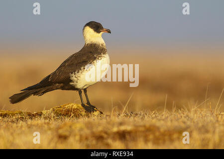 Labbe pomarin (Stercorarius pomarinus) dans la toundra dans le Nord de l'Alaska. Banque D'Images