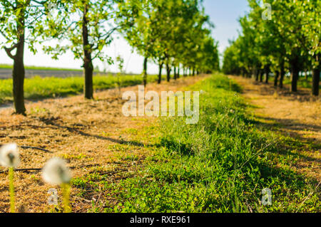 L'accent sur le premier plan avec le pissenlit et l'herbe verte et magnifique sentier en contexte entre les arbres fruitiers en ligne verger. Banque D'Images