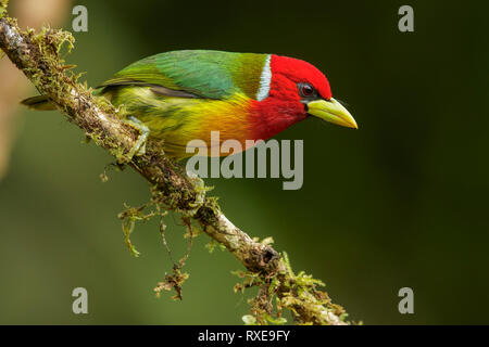 Barbican à tête rouge (Eubucco bourcierii) perché sur une branche dans les montagnes des Andes de Colombie. Banque D'Images