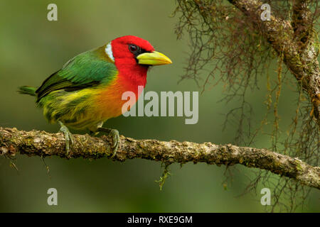 Barbican à tête rouge (Eubucco bourcierii) perché sur une branche dans les montagnes des Andes de Colombie. Banque D'Images