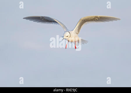 La Mouette rosée (Rhodostethia rosea) Vol au-dessus d'un petit étang dans la toundra dans le Nord de l'Alaska. Banque D'Images