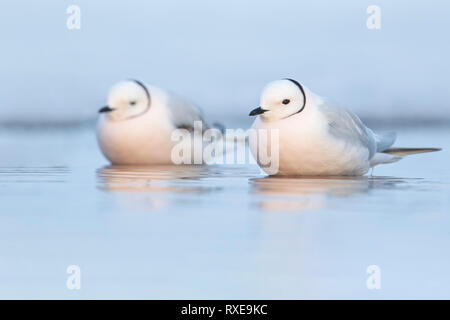 La Mouette rosée (Rhodostethia rosea) se nourrissant d'un petit étang dans la toundra dans le Nord de l'Alaska. Banque D'Images
