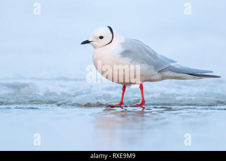 La Mouette rosée (Rhodostethia rosea) se nourrissant d'un petit étang dans la toundra dans le Nord de l'Alaska. Banque D'Images