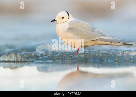 La Mouette rosée (Rhodostethia rosea) se nourrissant d'un petit étang dans la toundra dans le Nord de l'Alaska. Banque D'Images
