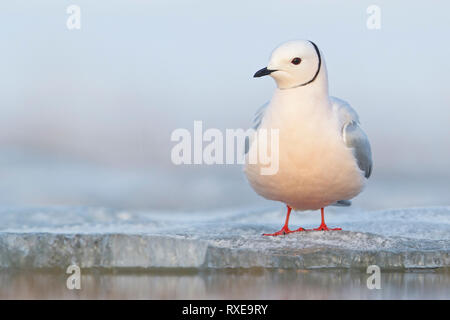 La Mouette rosée (Rhodostethia rosea) se nourrissant d'un petit étang dans la toundra dans le Nord de l'Alaska. Banque D'Images