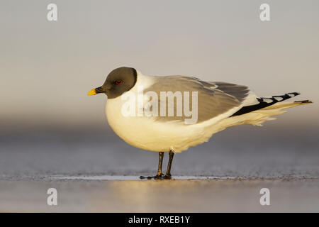 La Mouette de Sabine (Xema sabini) se nourrissant d'un petit étang dans la toundra dans le Nord de l'Alaska. Banque D'Images