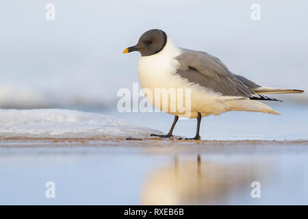 La Mouette de Sabine (Xema sabini) se nourrissant d'un petit étang dans la toundra dans le Nord de l'Alaska. Banque D'Images