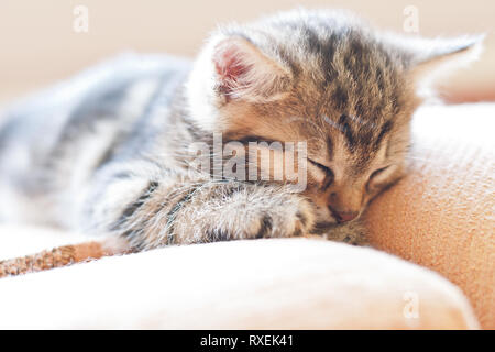 Sweet petit chat dort sur un canapé. Portrait de chaton mignon. Banque D'Images