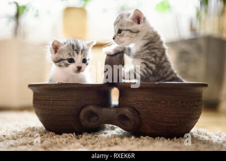 Deux petits mignons chatons gris et blanc dans l'humeur ludique sont assis dans brown pot double. Banque D'Images