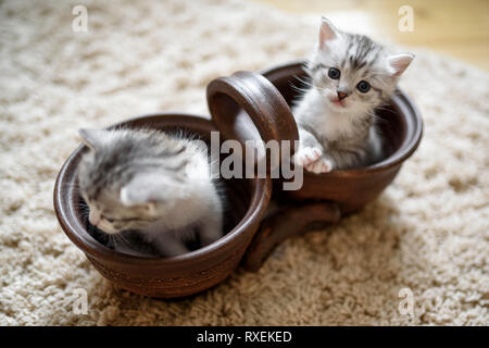 Deux beaux chatons gris blanc sont assis en double brown jardinière. Banque D'Images