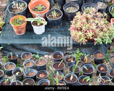Beaucoup de plants en pots de jardin en plein air sur la Lombardie au printemps Banque D'Images