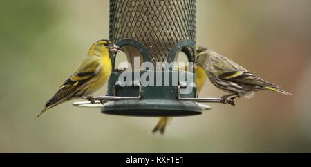 Troupeau de sexe masculin (le jaune vif) et femelle (spinus spinus Siskin eurasienne) se nourrissant de mangeoire en jardin anglais, Février 2019 Banque D'Images