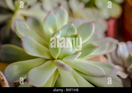 Mélange de fleurs rose et vert lierre, Sedum succulentes Plantes d'arrière-plan pot Arrangement Banque D'Images