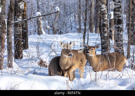 Le cerf de Virginie dans la forêt d'hiver dans le nord du Wisconsin. Banque D'Images