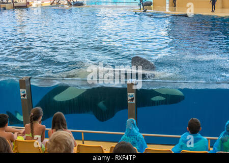 Les visiteurs de l'aquarium à regarder orque dans une grande citerne. Banque D'Images