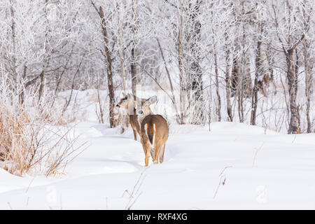 Le cerf biche et faon dans le nord du Wisconsin. Banque D'Images