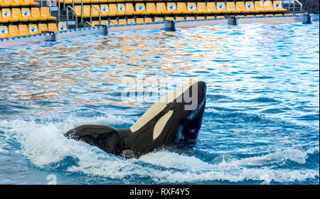 Détail de l'orque - l'orque - baignade dans la grande piscine. Banque D'Images