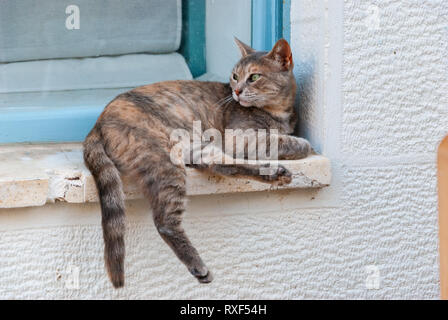 Close up of a cat colorés portant sur un banc de la fenêtre en Grèce Banque D'Images