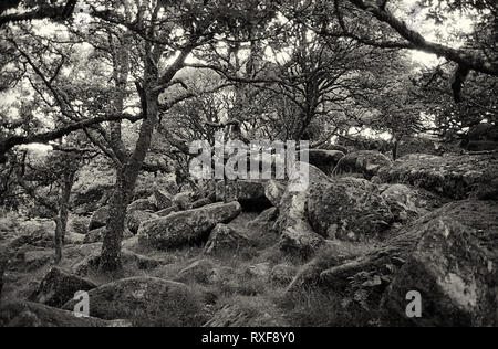 Wistman's Wood : ancienne forêt de chênes, réputé pour être hanté, Dartmoor, Devon, UK. Film en noir et blanc photographie Banque D'Images