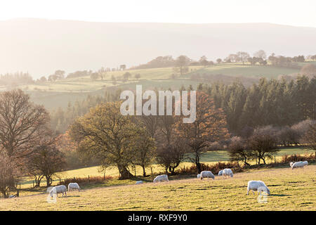 Moutons sur la pente du mont du Pain de Sucre, Galles, Royaume-Uni Banque D'Images