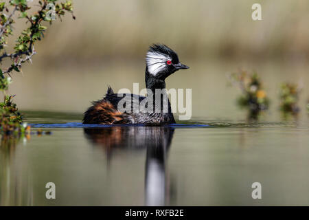 À Blanc bigarré (Rollandia rolland) la baignade dans un petit lac au Chili. Banque D'Images