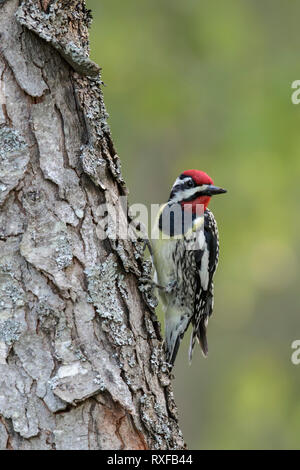 Pic maculé (Sphyrapicus varius) perché sur une branche dans le sud-est de l'Ontario, Canada. Banque D'Images