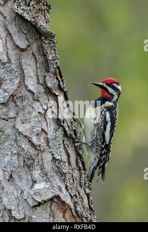 Pic maculé (Sphyrapicus varius) perché sur une branche dans le sud-est de l'Ontario, Canada. Banque D'Images