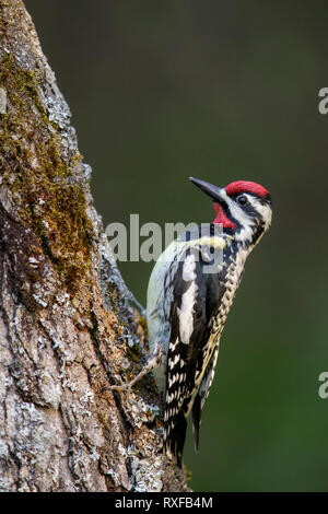 Pic maculé (Sphyrapicus varius) perché sur une branche dans le sud-est de l'Ontario, Canada. Banque D'Images