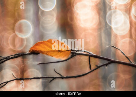 Einzelnes Laub, Blatt une einem Zweig im Goldenen sonne, strukturiertes Bokeh Altglas Banque D'Images