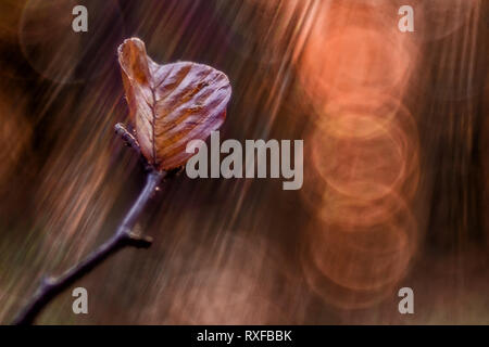 Einzelnes Laub, Blatt une einem Zweig im Goldenen sonne, strukturiertes Bokeh Altglas Banque D'Images