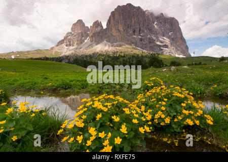 Renoncules en prairie, Dolomites, Italie Banque D'Images