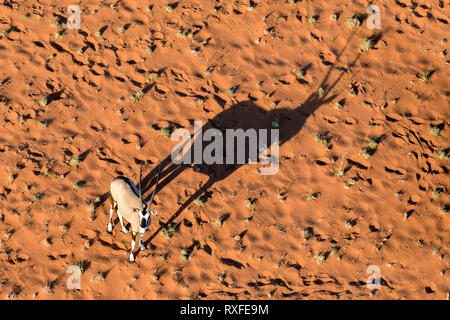 Le dirigeant d'une antilope oryx debout dans les dunes de Sossusvlei, en Namibie. Banque D'Images