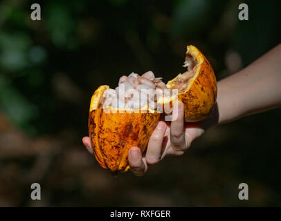 Cacaoyer Theobroma cacao montrant les fèves de cacao Banque D'Images