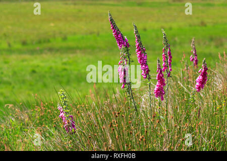 La digitale pourpre fleurs en croissance parmi les longues herbes Banque D'Images